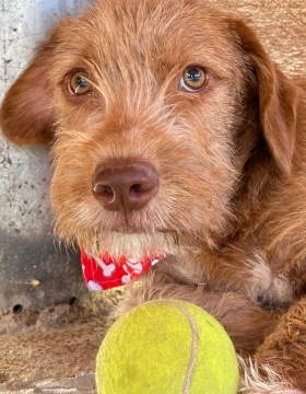 LUCHO (PANCHO) Imagen 1